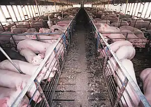 photograph of pigs in barn