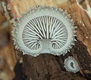 Image 42Hohenbuehelia mastrucata mushroom growing in Busse Woods, Elk Grove Village. Image credit: Rocky Houghtby (photographer), Leoboudv (upload) (from Portal:Illinois/Selected picture)