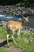 In Shiretoko Peninsula, Hokkaido, Japan