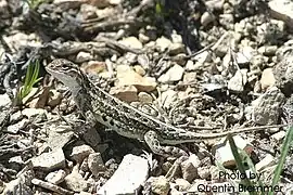 Earless lizard