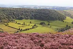 Hole of Horcum from the North with flowering heather in the foreground, August 2017