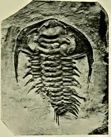 Holmia kjerulfi trilobite fossil