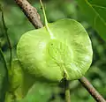 Unripe fruit