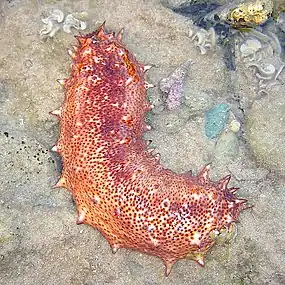 Sea cucumbers filter feed on plankton and suspended solids