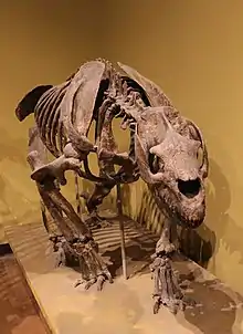 Skeleton of Homalodotherium (Toxodontia, Homalodotheriidae)