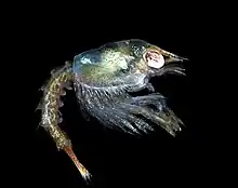 A grey-green translucent animal is seen from the side. The eye is large and shining and is in a recess of the large carapace and its long rostrum. An abdomen, similar in length to the carapace, projects from the rear, and below the carapace, there is a mass of legs, some with small claws. (from Crustacean)