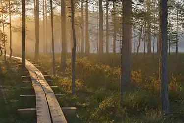 Wooden walkway near the swamp