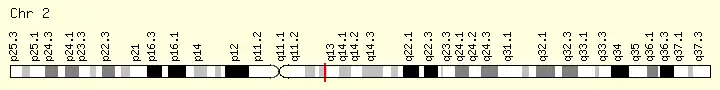 The red line shows the CCDC138 locus on chromosome 2q12.3.