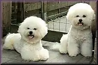 Two Bichons Frisés in show cut