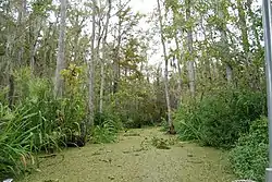 Image 46Honey Island Swamp (from Louisiana)