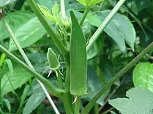 Plant with mature and developing fruits (pods) (Hong Kong)