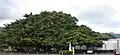 Banyan planted in 1935 by Wo Sing Ho