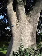 Spiny trunk of Hura crepitans