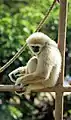 Lar Gibbon