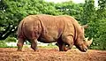 Southern White Rhinoceros