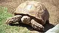 Sulcata tortoise