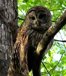 A tawny bird with a flat face and short, rounded beak sitting on a branch in a tree