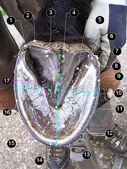 Image 331- Heel perioplium, 2-Bulb, 3-Frog, 4-Frog cleft, 5-Lateral groove, 6-Heel, 7-Bar, 8-Seat-of-corn, 9-Pigmented walls 10-Water line, 11-White line, 12-Apex of the frog, 13-Sole, 14-Toe, 15-How to measure hoof width (blue dotted line), 16-Quarter, 17-How to measure length (blue dotted line) (from Equine anatomy)