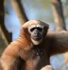 Hoolock Gibbon