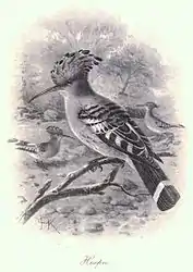 Hoopoe art c. 1900