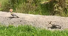 Hoopoes seen in Tenerife in July 2021