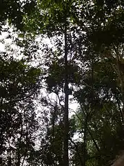 Hopea odorata at Hùng Temple, Vietnam