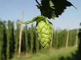 Image 96Credit: LuckyStarrHops are a flower used primarily as a flavouring and stability agent in beer. The principal production centres for the UK are in Kent.

More about Hops...
 (from Portal:Kent/Selected pictures)