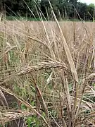 An ear of grain (barley)