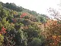 Pistacia adds red to the landscape Mount Meron, Israel