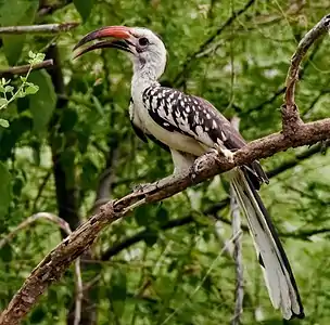 The northern red-billed hornbill has reddish ocular skin and dark eyes.