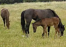 Horses also eat grass