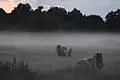 Horses in the mist