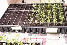 A seed tray used in horticulture for sowing and taking plant cuttings and growing plugs