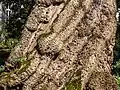 Trunk of the  Catalpa bignonioides  (detail).