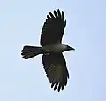 In flight in Kolkata, West Bengal, India.