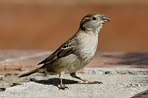  small bird withpale belly and breast and patterned wing and head stands on concrete