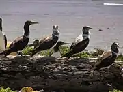 Young masked boobies