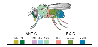 Image 22Expression of homeobox (Hox) genes in the fruit fly (from Evolutionary developmental biology)