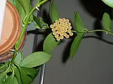 Hoya obscuraInflorescence, view from underneath.