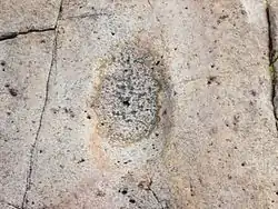 A close up view of a bedrock metate at Huerfano Butte.