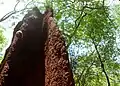 Huge anthill at Kambalakonda