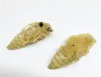 Pupae