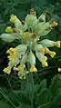 Cowslip (Primula veris)