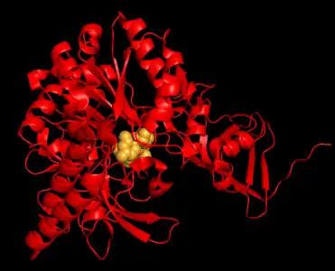 Human UTP—glucose-1-phosphate uridylyltransferase isoform 1 subunit with UDP-glucose bound