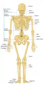 Human skeleton back en