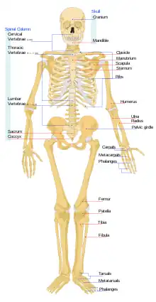 Human skeleton front en