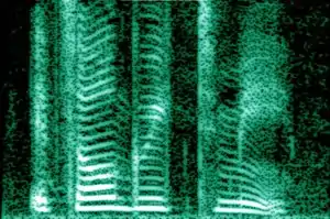 Human voice visualized with a spectrogram; a heat map representing the magnitude of the STFT.  An alternative visualization is the waterfall plot.