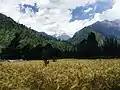 Wheat cultivation at Pulga village