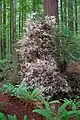 An 'albino' redwood in Humboldt Redwoods State Park, northern California