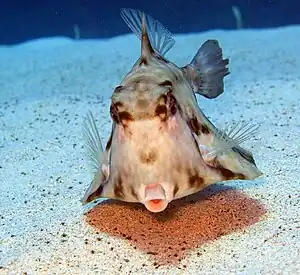 The humpback turretfish is a boxfish with an armoured triangular shaped body